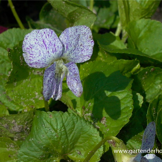 Garten-Pfingst-Veilchen 'Freckles'