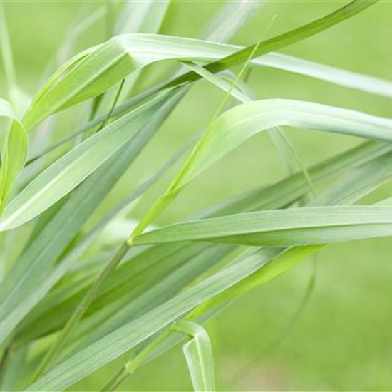 Garten-Ruten-Hirse 'Hänse Herms'