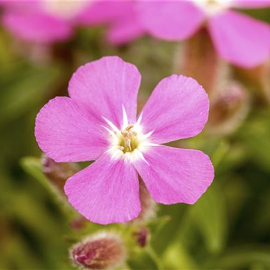 Garten-Polster-Seifenkraut 'Bressingham'