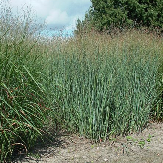 Garten-Ruten-Hirse 'Heavy Metal'