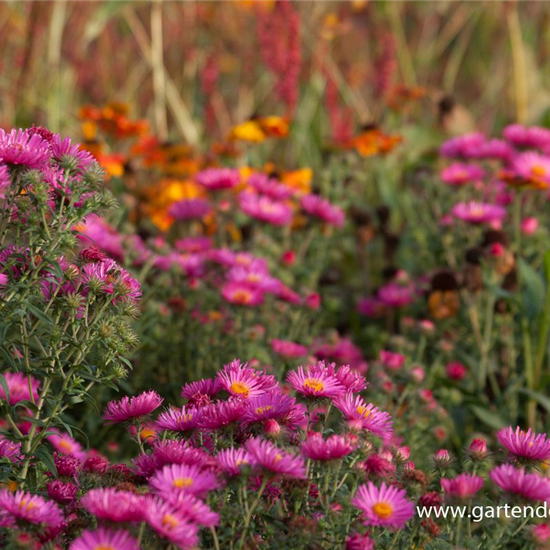 Garten-Raublatt-Aster 'Lachsglut'
