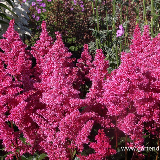 Garten-Prachtspiere 'Bonn'