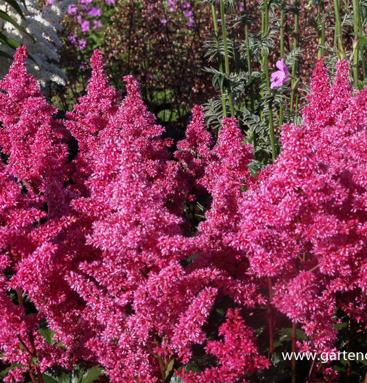 Astilbe japonica 'Bonn'