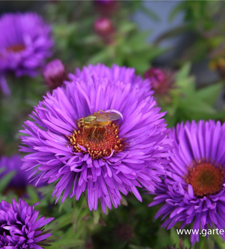 Garten-Raublatt-Aster 'Purple Dome' Garten-Raublatt-Aster 'Purple Dome'