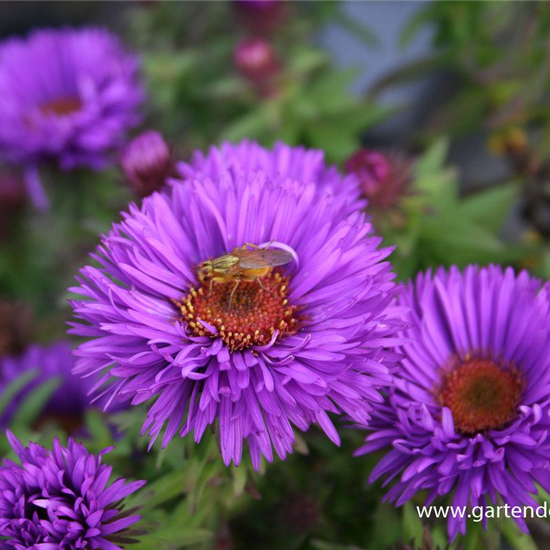 Garten-Raublatt-Aster 'Purple Dome'