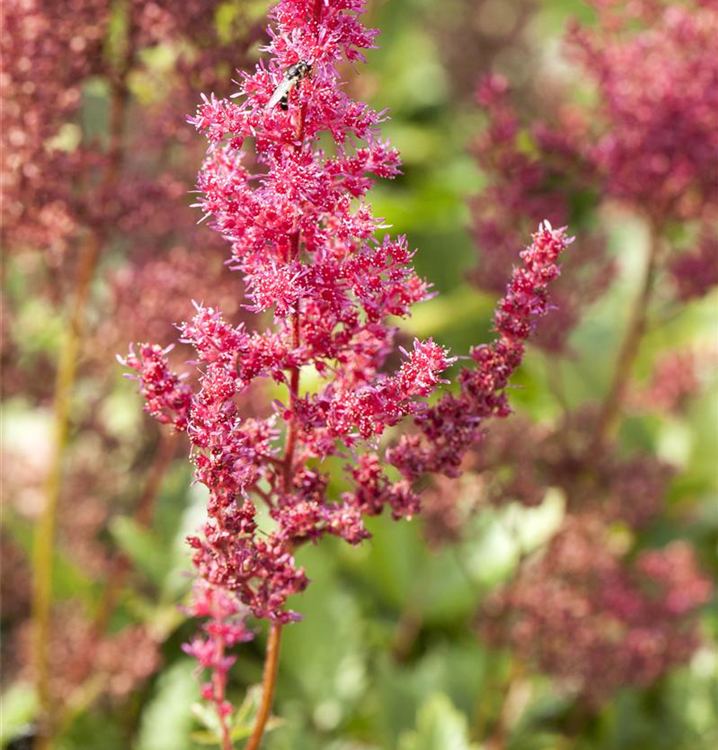 Astilbe japonica 'Bremen'