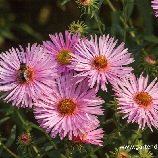 Garten-Raublatt-Aster 'Rosa Sieger'