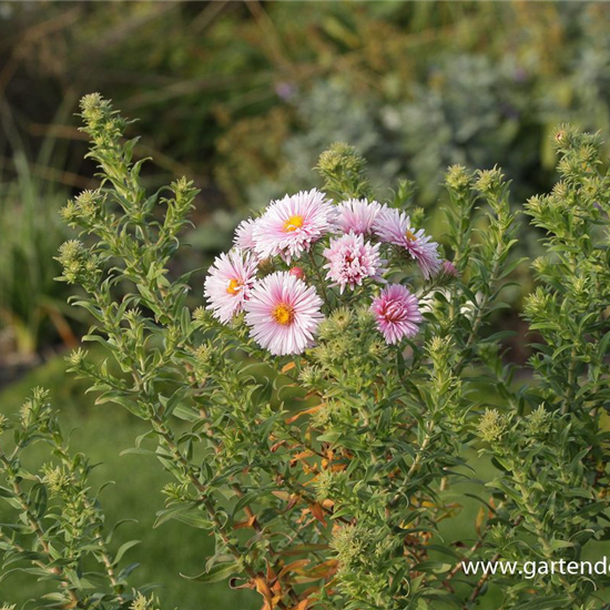 Garten-Raublatt-Aster 'Rudelsburg'
