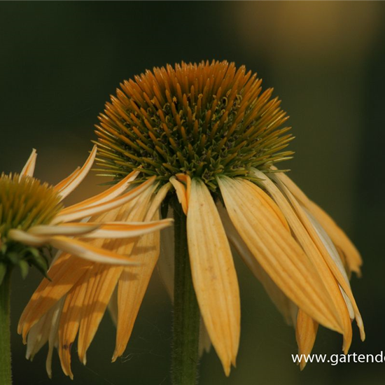 Garten-Scheinsonnenhut 'Harvest Moon'