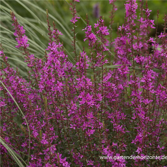 Garten-Ruten-Weiderich 'Dropmore Purple'