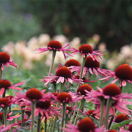 Garten-Scheinsonnenhut 'Sunrise'®