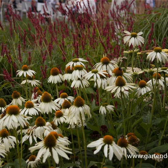 Garten-Scheinsonnenhut 'Alba'