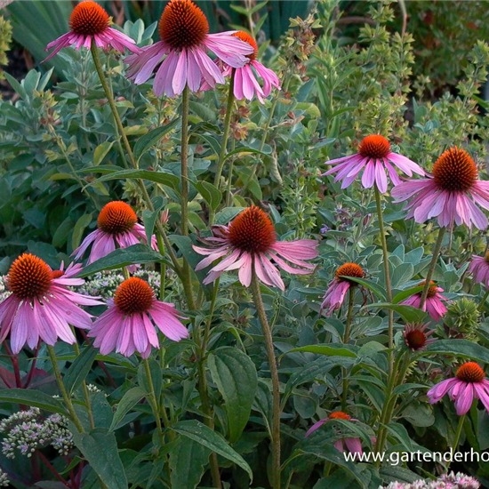 Garten-Scheinsonnenhut 'Magnus'