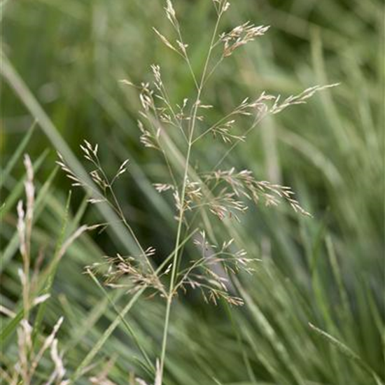 Garten-Schmiele 'Goldtau'