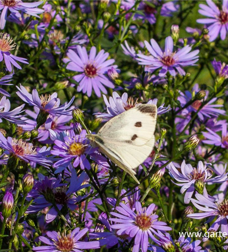 Garten-Schleier-Aster 'Ideal' Garten-Schleier-Aster 'Ideal'