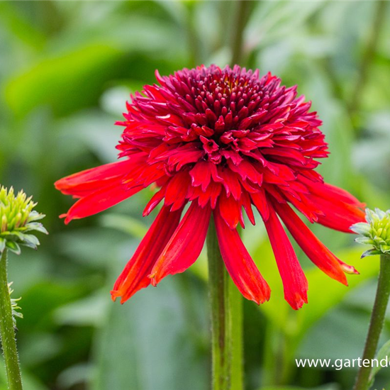 Garten-Scheinsonnenhut 'Eccentric'®