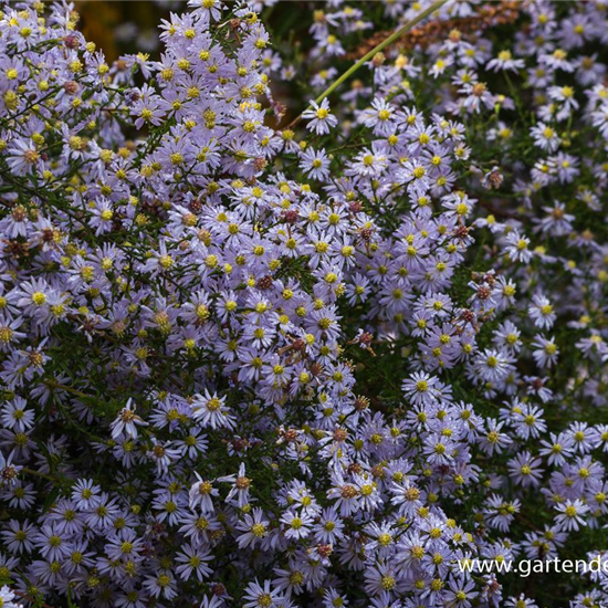 Garten-Schleier-Aster 'Photograph'
