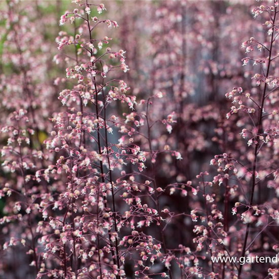 Garten-Silberglöckchen 'Black Beauty'®