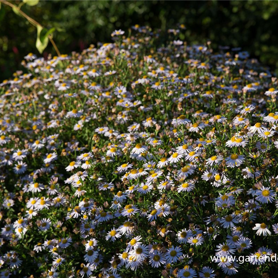 Garten-Schönaster