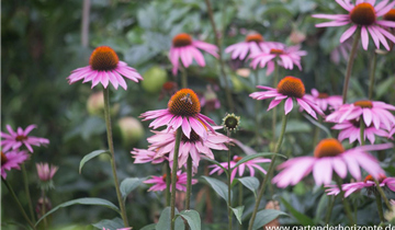 Zum Vergrößern klicken Bildvorschau