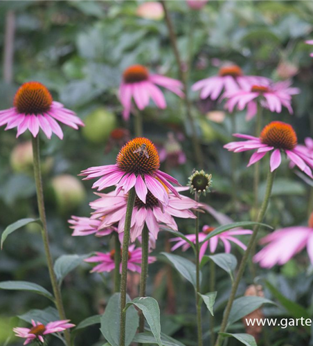 Garten-Scheinsonnenhut 'Purple Prairie' Garten-Scheinsonnenhut 'Purple Prairie'