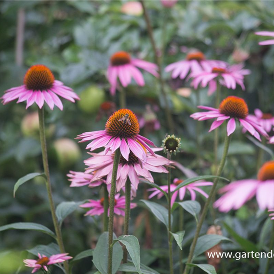 Garten-Scheinsonnenhut 'Purple Prairie' Garten-Scheinsonnenhut 'Purple Prairie'