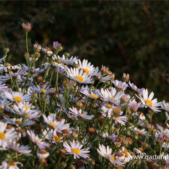Garten-Schönaster 'Madiva'