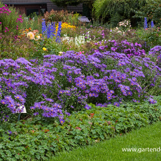 Garten-Sommer-Aster 'Blue King'