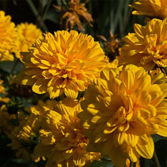 Garten-Stauden-Sonnenblume 'Loddon Gold'