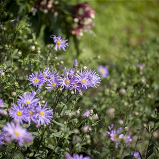 Garten-Sommer-Aster 'Rudolf Goethe'