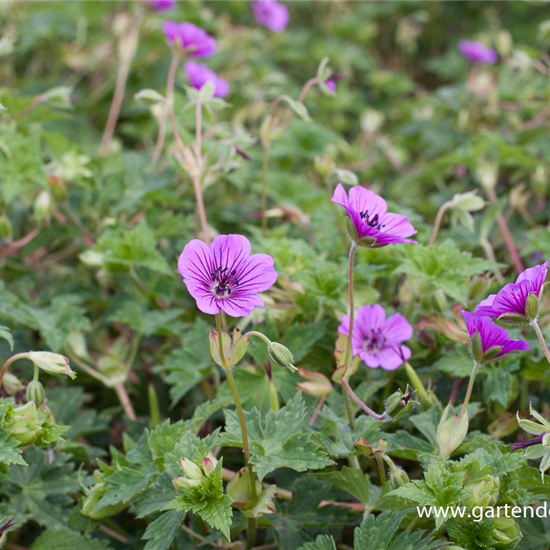 Garten-Storchschnabel 'Pink Penny'®