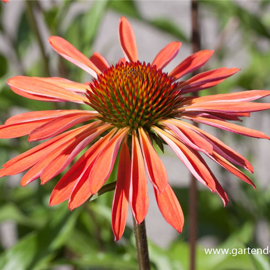 Garten-Scheinsonnenhut 'Sundown'