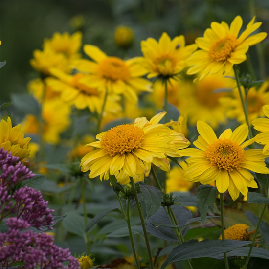 Garten-Stauden-Sonnenblume 'Meteor'