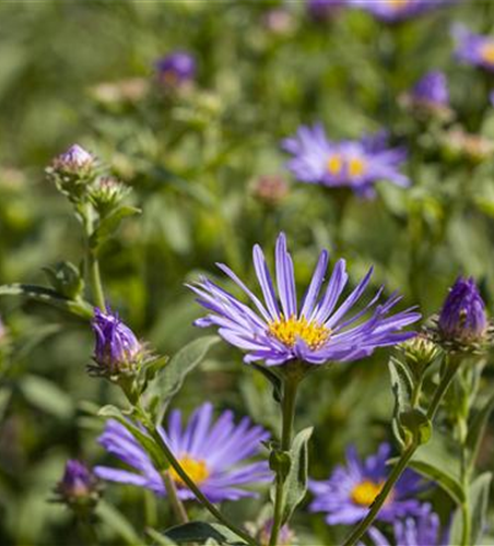 Garten-Sommer-Aster 'Sternkugel' Garten-Sommer-Aster 'Sternkugel'