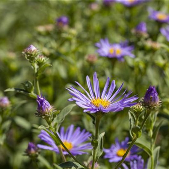 Garten-Sommer-Aster 'Sternkugel'