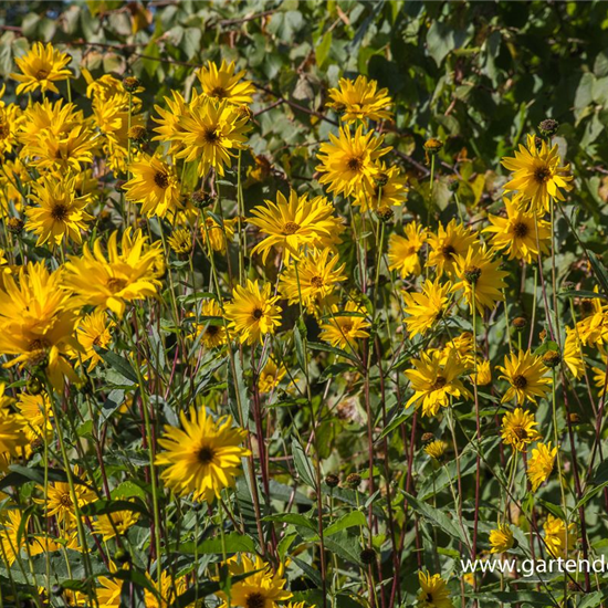 Garten-Stauden-Sonnenblume 'Monarch'