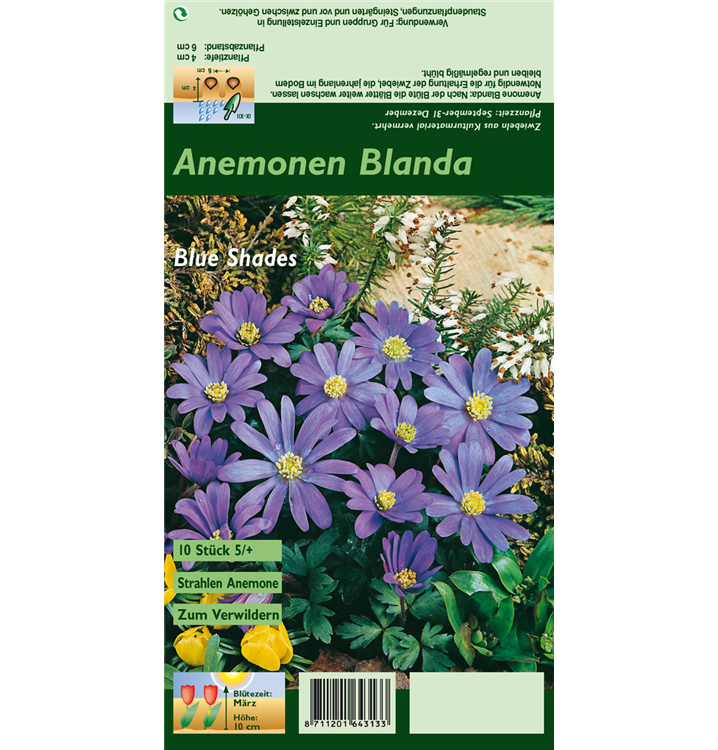 Anemone blanda 'Blue Shades'