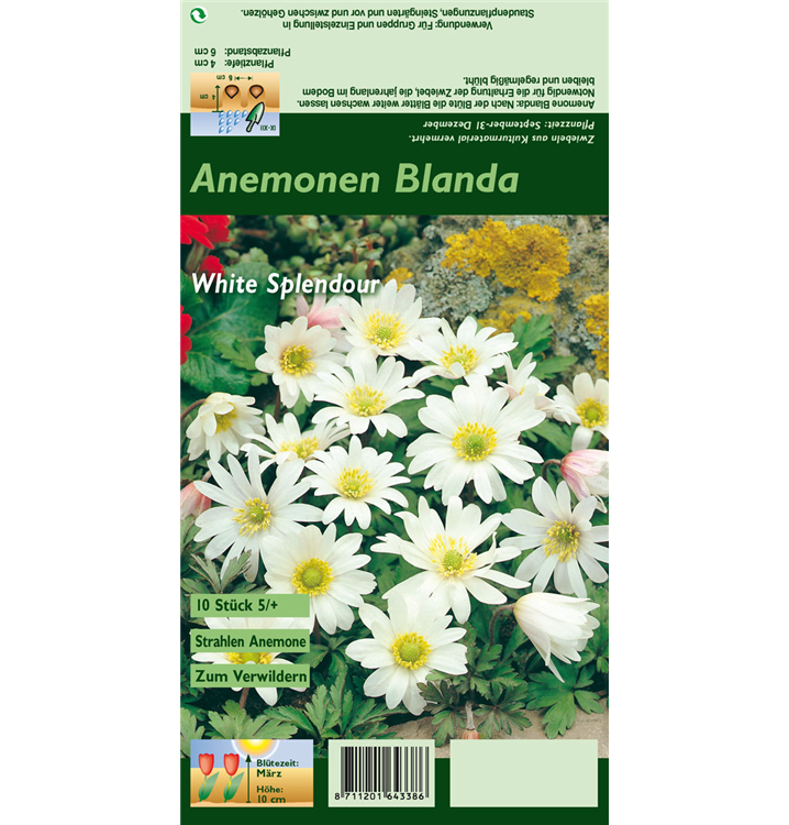 Anemone blanda 'White Splendour'