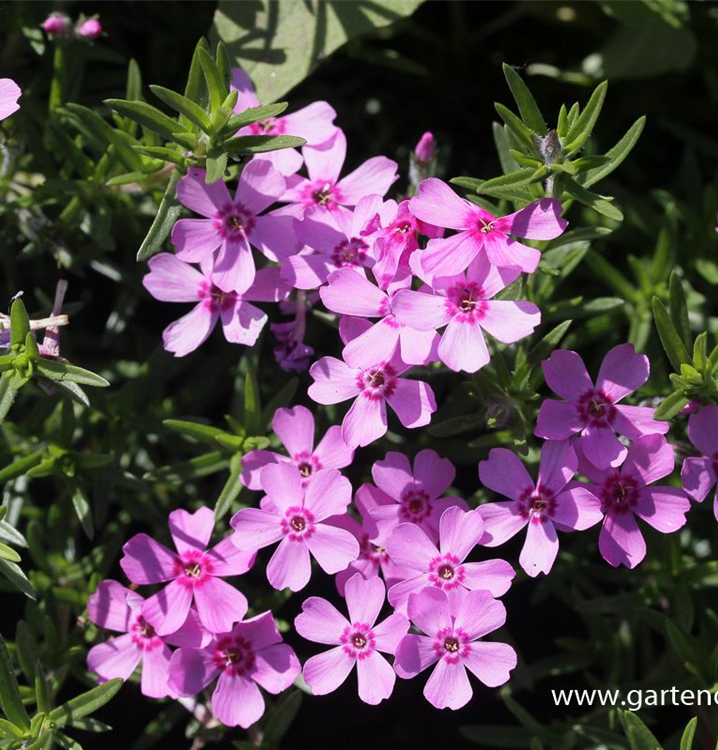 Phlox subulata 'Zwergenteppich' Phlox subulata 'Zwergenteppich'