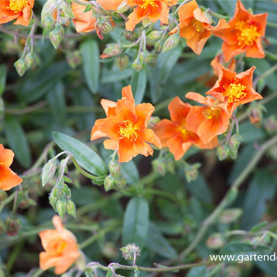 Garten-Sonnenröschen 'Bronzeteppich'