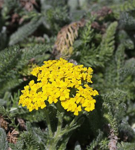 Garten-Teppich-Garbe 'Aurea'