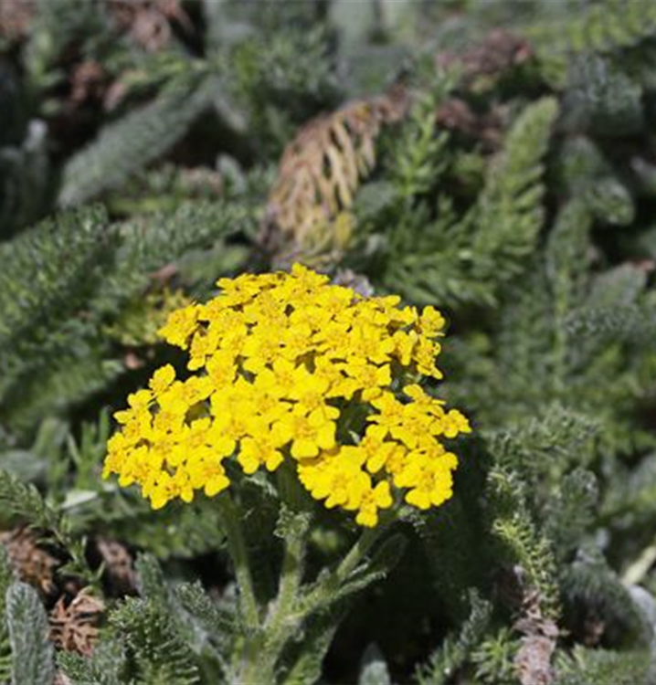 Achillea tomentosa 'Aurea' Achillea tomentosa 'Aurea'