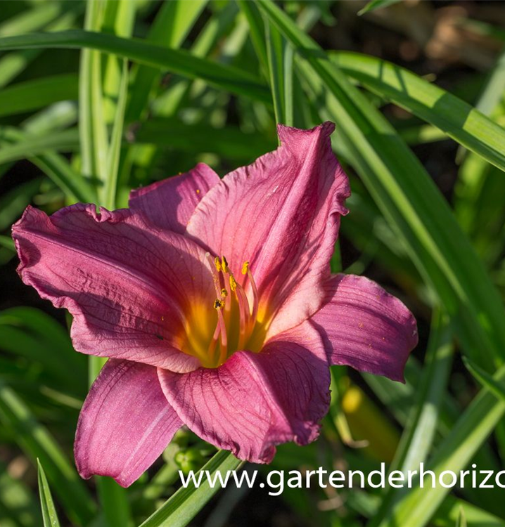 Hemerocallis 'Summer Wine'