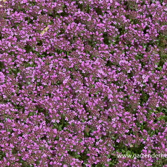 Garten-Thymian 'Coccineus'