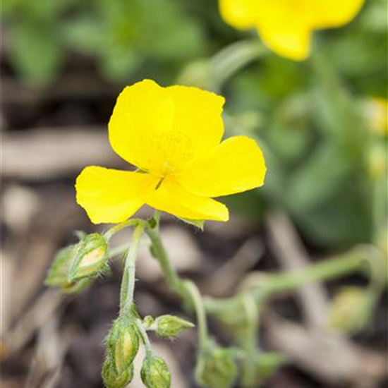 Garten-Sonnenröschen 'Golden Queen'