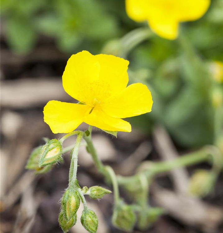 Helianthemum cultorum 'Golden Queen'