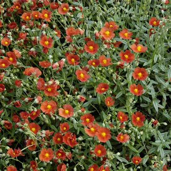 Garten-Sonnenröschen 'Henfield Brilliant'