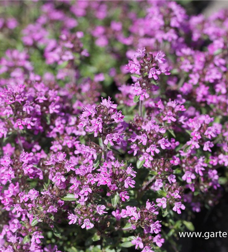 Garten-Thymian 'Red Carpet'