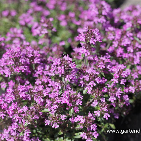 Garten-Thymian 'Red Carpet'