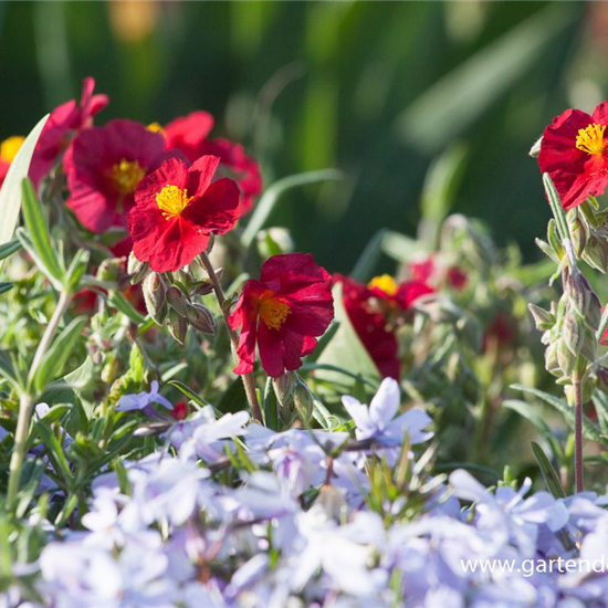 Garten-Sonnenröschen 'Supreme'